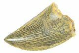 Serrated Raptor Tooth - Real Dinosaur Tooth #364701-1